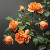 Orange Roses