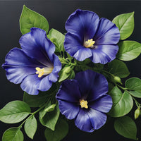 Violet Morning Glory 